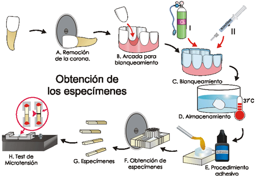 Figura I: Obtención de los especímenes. Las piezas fueron seccionadas a nivel cervical (A), se retiró el contenido de la cámara pulpar y se llenó con Ionómero de vidrio, las piezas fueron colocadas en herraduras de acrílico (B) simulando arcadas. De este modo se aplicaron los blanqueadores (C), las piezas se almacenaron a 37°C (D), hasta el momento de realizar la adhesión (E) de acuerdo a su grupo, 24 horas después se realizaron cortes seriados hasta obtener especímenes (G) que se evaluaron en el microtensiómetro (H).