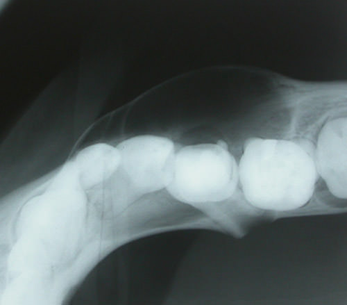 Figura 9 Radiografía oclusal diente 7.5 donde se aprecia expansión de la cortical ósea vestibular. El ápice del diente 3.5 se encuentra desplazada hacia lingual.