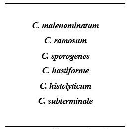 Tabla 1. Especies de Clostridium asociados a la periodontitis. Fuente: Liebana, U. (1995).