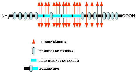Figura 1 Dibujo esquemático de una molécula de mucina