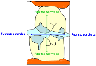 Fig. 2 Fuerzas que se generan durante la oclusión mandibular clínica