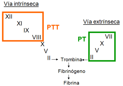 Fig. 1 Factores de coagulación y exámenes de laboratorio relacionados