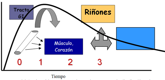 Figura 3. Farmacocinética de los Fluoruros