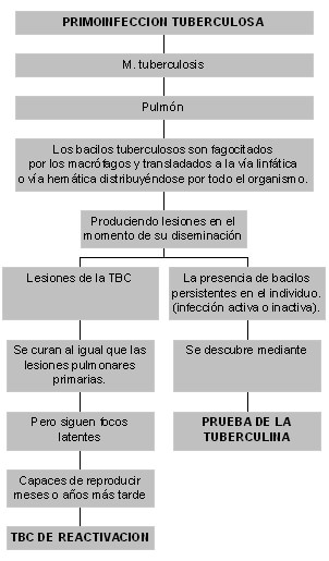 Figura 1 La primoinfección tuberculosa esta dada por la entrada del M. Tuberculosis al pulmón y dependiendo de la eficacia del tratamiento tuberculoso puede producir TBC de reactivación, por otro lado mediante la prueba de la tuberculina se puede identificar a la persona infectada.