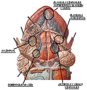 FIGURA 1: Cara ventral de la lengua