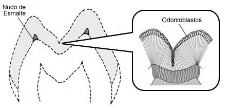 Figura 1. Mecanismo de formación de las fosas y fisuras. Modificado de P. Riethe, 1990 (24).