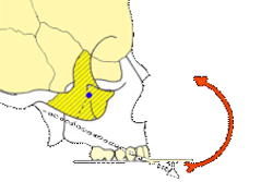 Fig.6Dirección de los elásticos de protracción unidos cerca de los caninos maxilares, con inclinación hacia abajo y adelante de 30º respecto al plano oclusal. Fuente: Ngan (1997)(5)