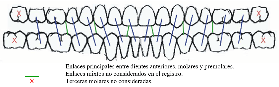 Gráfico 1 Pares y Unidades Oclusales registrados en dentición completa: 14 pares oclusales, 6 pares anteriores, 4 pares premolares, 4 pares molares, 15 unidades oclusales. ----- Enlaces principales entre dientes anteriores, molares y premolares. ----- Enlaces mixtos no considerados en el registro.   X   Terceras molares no consideradas.
