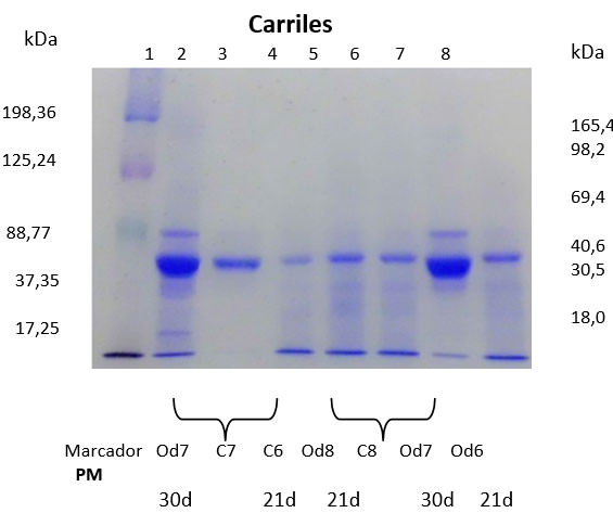 FIGURA 4 Patrón electroforético (SDS-PAGE) de las proteínas extraídas de las células mesenquimales de pulpa dentaria humana, veintiún y treinta días después de la inducción a la diferenciación odontogénica. Carril 1, Marcador de peso molecular. (kDa: Kilodaltons);. Carril 2 y 3, línea celular 7, inducida (2) y su control (3), 30 días de inducción. Carril 5 y 6, línea celular 8, inducida (5) y su control (6), 21 días de inducción. Carril 4 y 8, línea celular 6, control, (4) e inducida (8), 21 días de inducción. Carril 7, igual al carril 2. Gel de 10% acrilamida teñido con azul de Comassie