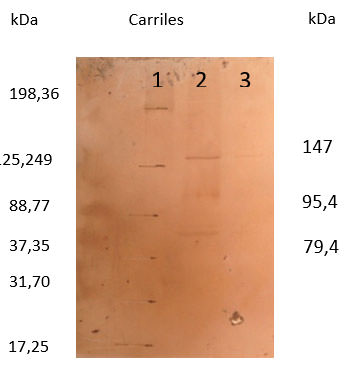 FIGURA 5 Identificación específica de proteínas DSP mediante electrotransferencia a papel de nitrocelulosa e inmunoreconocimiento con suero anti-DSP (inmunoblot). Carril 1, Marcadores de peso molecular. Carril 2, Proteínas extraídas de la línea celular 7 a treinta días de inducción. Carril 3, Control línea celular 7 (No inducida). Tres polipéptidos fueron reconocidos por los anticuerpos del suero anti-DSP. (Pesos moleculares relativos: Mr 147 kDa, 95,4 kDa y 79, 4 kDa están indicados a la derecha de la figura)