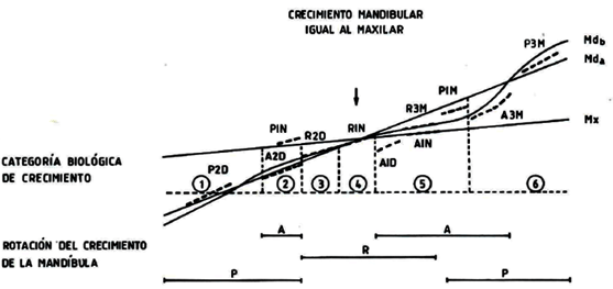 Figura 4 Categorías de crecimiento mandibular a nivel tisular y la correspondiente distancia Co-Pog. Tomado de Petrovic, Stutzmann Lavergne 14