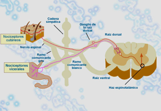 GRÁFICO 1 Transmisión del dolor4