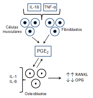 Figura 1 Participación de las citocinas inflamatorias en la síntesis de RANKL vía derivados del ácido araquidónico.