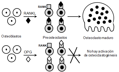 Figura 2 Activación de la osteoclastogénesis mediada por RANKL.