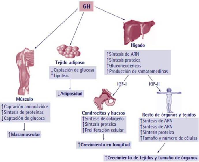 Figura 2. Acciones sistémicas de la GH. Tomado de Tratado de endocrinología pediátrica, Manuel Pombo Arias, 4ta edición.
