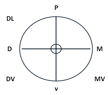 Figura 5 Diagrama utilizado en la técnica de rastreamiento radiográfico tri-angular.