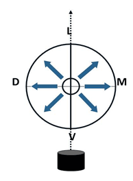 Figura 6