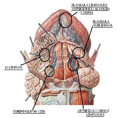 Fig. 1 Cara ventral de la lengua