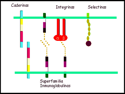 Figura 1: Receptores de adhesión celular. HYNES, R.O. (1994) BioEssays. 16(9):664