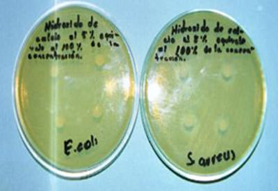 Fotografía No. 4 Halos de inhibición bacteriana causados por el hidróxido de calcio al 5 %, frente a S. aureus y E. coli.