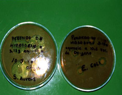 Fotografías No. 1-a y 1-b Halos de inhibición bacteriana causados por el Peróxido de hidrogeno al 3.18%, frente a S. aureus y E. coli.