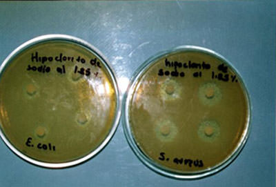 Fotografía No. 2 Halos de inhibición bacteriana causados por el Hipoclorito de sodio al 1.25%, frente a S. aureus y E. coli.