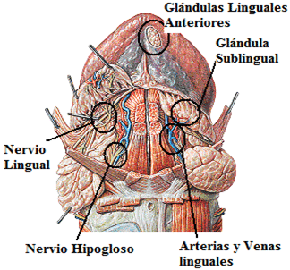 Figura 1 Cara ventral de la lengua en la que se observan las G. S. M. de Blandin y Nuhn, glándula Sublingual. Tomado Putz, R. Pabst, R., 2002. (14).