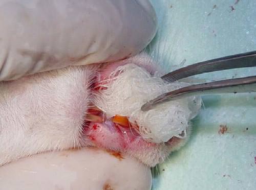 Fig. 3 Hemostasia de la herida quirúrgica realizada con gasa estéril embebida en solución de Citocaína 3%® (Grupo II - experimental).
