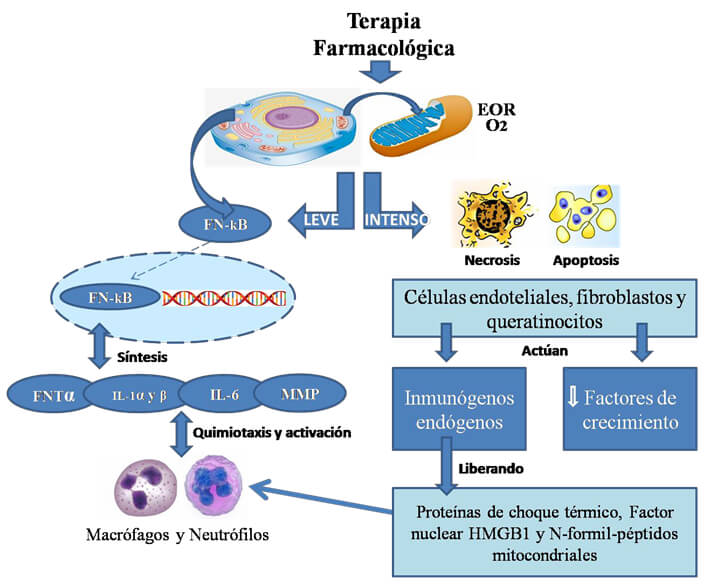 Figura 1: La terapia farmacológica induce la elaboración de especies de oxígeno reactivas (EOR), produciendo la activación del Factor de transcripción nuclear NF-kB que estimula la síntesis en el citoplasma de citocinas y metaloproteinasas propiciando la migración de macrófagos y neutrófilos a la mucosa bucal, afectando las células endoteliales, los fibroblastos y los queratinocitos orales. Cuando el daño a los tejidos es intenso, las células afectadas experimentan necrosis y/o apoptosis liberando al medio extracelular proteínas asociadas a daño endógeno que magnifican la respuesta inflamatoria y disminuye la liberación de factores de crecimiento que interfieren con la proliferación de los queratinocitos.