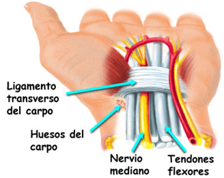 Figura 1 Anatomía del túnel carpiano