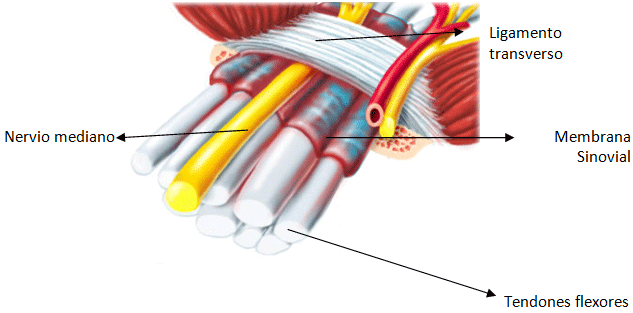 Figura 3 Sinovial y tendones