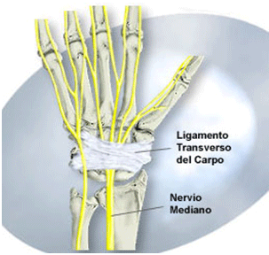 Figura 4 Inervación del nervio mediano
