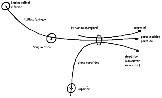 Figura 1 Representación esquemática del nervio auriculotemporal. (Tomado de Scouteris y cols (7))