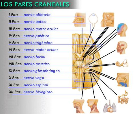 Fig 1 (Tomada de abp2-química-biologia.blogspot.com/2007)
