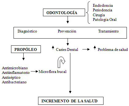 Figura 1 Eficiencia del propóleo por sus propiedades biológicas sobre la microflora bucal; al disminuir la microflora bucal se reduce la caries dental generando un incremento de la salud oral.