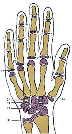 Fig. 1 Anatomía topográfica del esqueleto de la mano y muñeca.