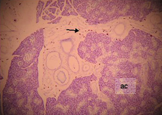 Figura 1 Glándula parótida, corte representativo mostrando la mayor concentración de mastocitos en el estroma interlobulillar (flecha). Acinos glandulares (ac). Azul alcian-safranina. Barra= 200 µm, X200.