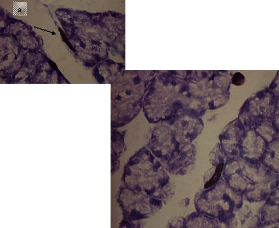 Figura 3a Glándula submaxilar. Se observan algunos mastocitos ordenados linealmente formando una pseudoempalizada (flecha); en 3b con más detalles el aspecto alargado de los mastocitos intralobulillares. Azul de Toluidina. Barra=20 µm, X600;