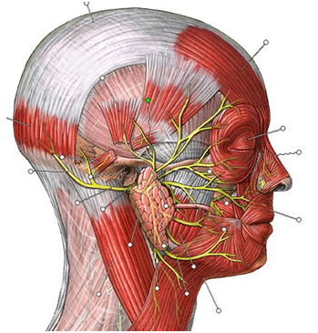 Figura 2 Reparos anatómicos que están involucrados en el espasmo hemifacial.