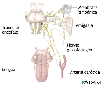 Figura N°1 Distribución de áreas inervadas por el Nervio Glosofaríngeo (Nervus glossopharyngeus).